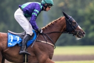 135. Velká pardubická se blíží. Jeden z loňských vítězů Sexy Lord bude obhajovat s číslem 14